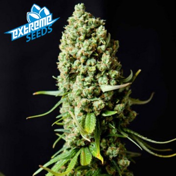 Super Skunk Autoflowering 